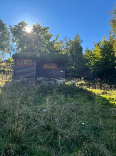 two sheep standing in the grass near a shed at Tradisjonell norsk hytte i vakre Rasdalen in Vossevangen