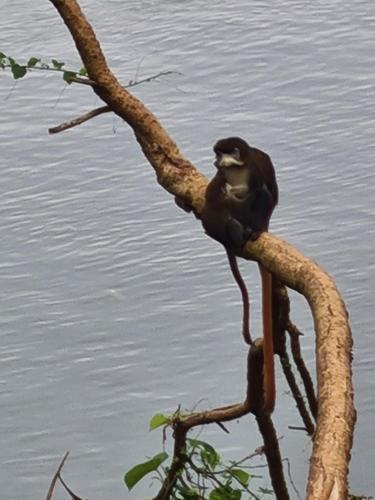 a bird sitting on a tree branch in the water at Nile river cottages in Jinja