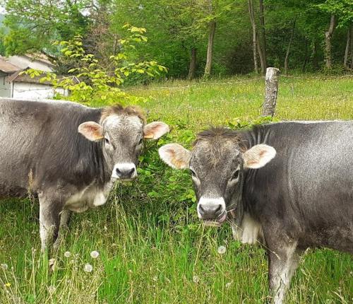 two cows standing in a field of grass at Agriturismo dell'Altopiano in Serle
