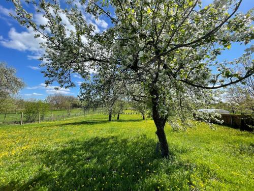 a tree with white flowers in a field at K&B Residence in Jarosław