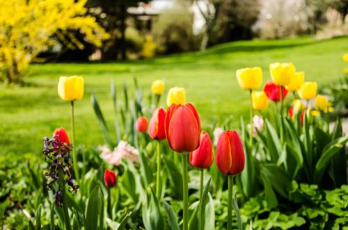 a bunch of tulips in a field of flowers at B&B Rossodisera in Domegge di Cadore