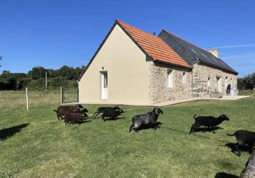 a herd of goats running in front of a building at Menhirs et Moutons Ouessant in Plouëc-du-Trieux