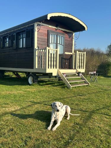 un cane sdraiato sull'erba davanti a una piccola casa di Les Roulottes des Amis de Wonky a Rétaud