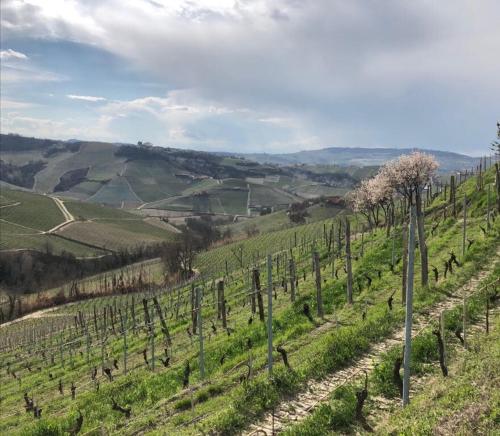 Foto dalla galleria di Le Tre Betulle a Bossolasco