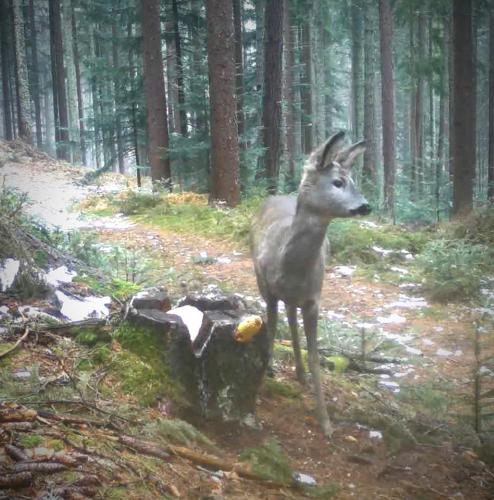 a deer is standing in the woods at Ferienwohnung Kochs Beeren in Oberfresen