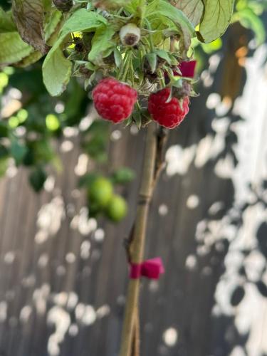 a bunch of raspberries hanging from a plant at שלווה בגלבוע - וילה מהממת עם ג'קוזי ובריכה בגדעונה in Gid‘ona