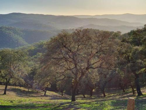 eine Gruppe von Bäumen auf einem Feld mit Bergen im Hintergrund in der Unterkunft El Pico de Aroche in Aroche
