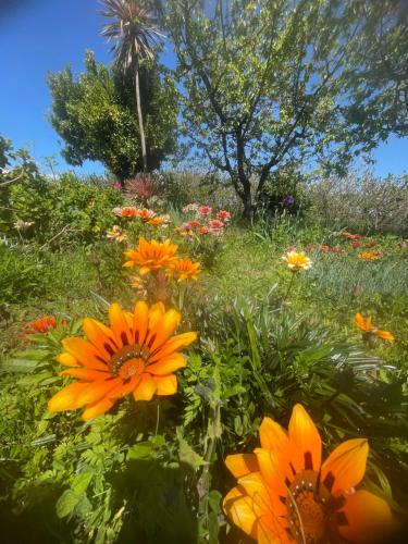 a field of orange flowers in a garden at Quinta Pura Natura in Alqueidão de Santo Amaro