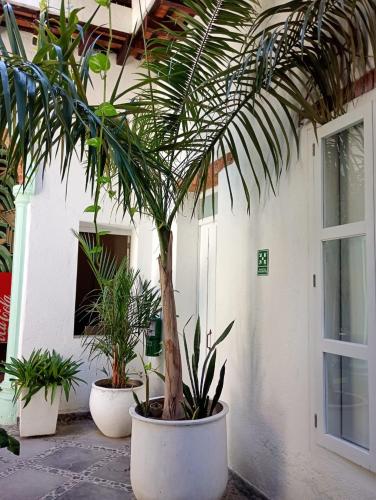 Casa Verde Hotelにある庭
