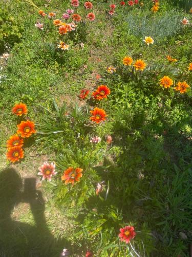 a bunch of flowers in a field of grass at Quinta Pura Natura in Alqueidão de Santo Amaro