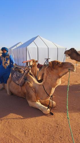 ラグジュアリーテントの敷地内または近くにいる動物