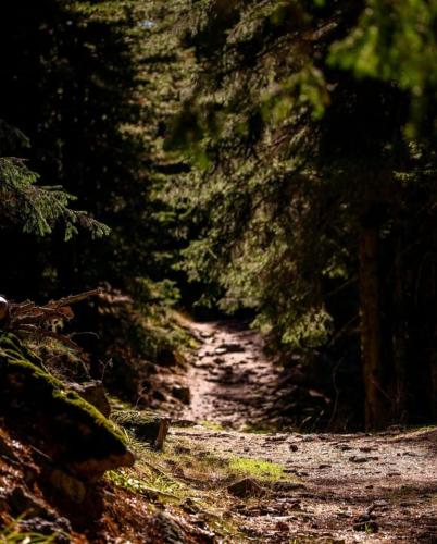 a dirt road through a forest with trees at ETHNO STAR Bojović in Gusinje