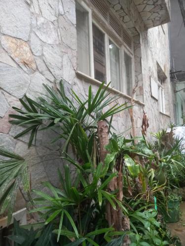 a group of plants in front of a building at VILA LEME Casa 11A in Rio de Janeiro
