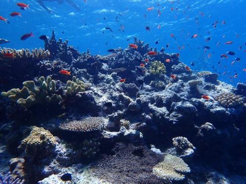 a coral reef with fish in the ocean at Waterfront modern 3br home Vale Ni Vonu in Nggathavulu