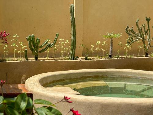 a small pool of water in a garden with cactus at Waterside Loft -Rustic & Lux Tunis Artisan Village in Tunis