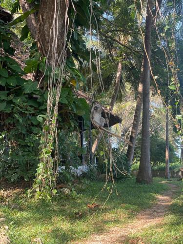 a bird hanging from a tree in the grass at Mbweni Ruins & Gardens Previously Jungle Paradise in Zanzibar City