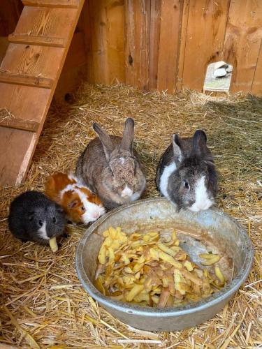 a group of rabbits sitting around a bowl of food at Apartments Frechhof in Schladming