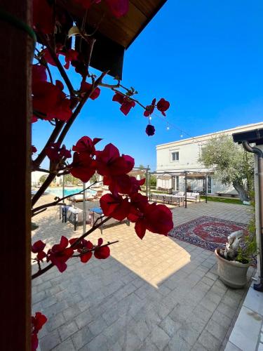 a bunch of red flowers on a tree at Li Canali Reali in Mesagne
