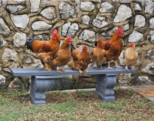 a group of chickens sitting on a bench at Tamboti Farm Self-Catering Accommodation in Tsumeb