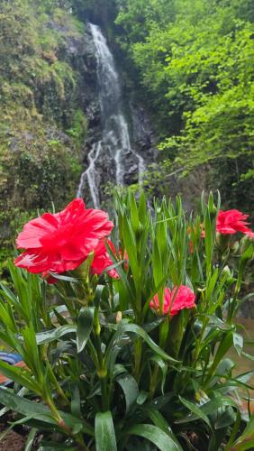 Un jardín fuera de Muradland منتجع فيلات الوادي الأخضر