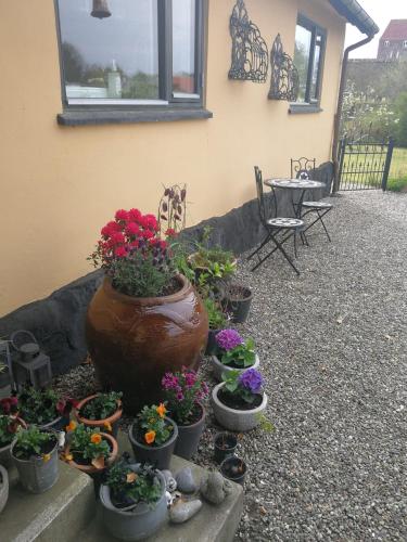 a group of potted plants in a patio at Rooms4you in Borre