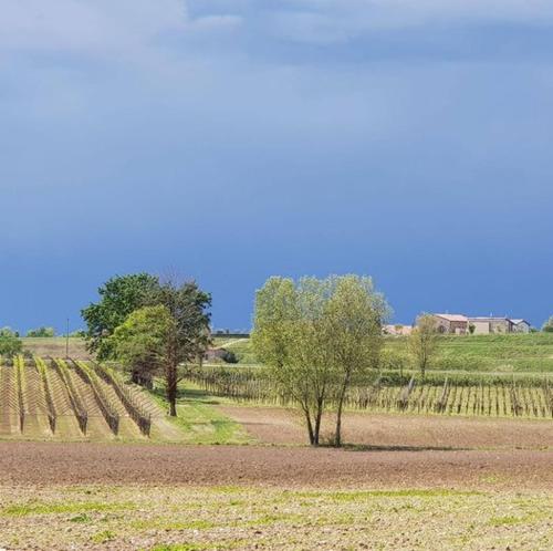 a field with trees and a dirt road at Agriturismo Le Caldane in Colà di Lazise