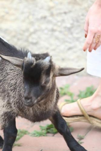 a person is petting a baby lamb at Agriturismo Le Caldane in Colà di Lazise