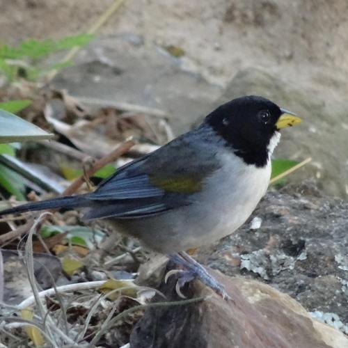 a black and white bird standing on the ground at El Paraiso - B&B Finca San Vicente in Barichara