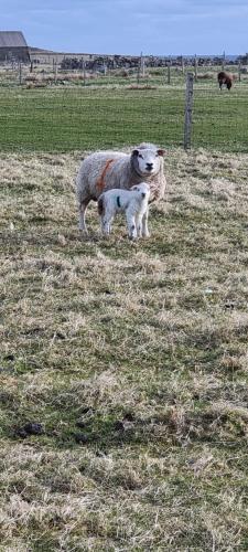 a sheep and a baby lamb standing in a field at Squealing Pig Bothy in Bragor
