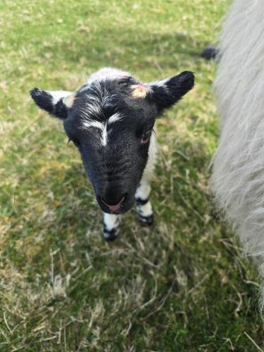 a black and white lamb standing next to a sheep at Squealing Pig Bothy in Bragor