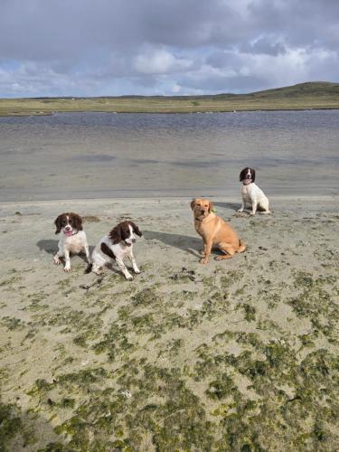 a group of three dogs sitting on the beach at Squealing Pig Bothy in Bragor