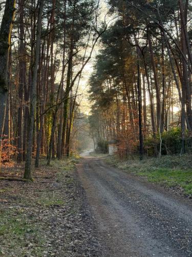 a dirt road with trees on either side at Chambre pour 2 personnes, forêt, piscine in Arbonne-la-Foret