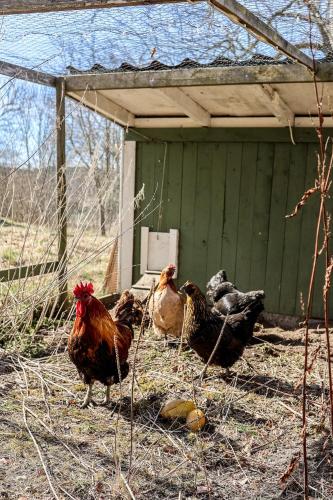 a group of chickens standing outside of a building at Countryside house with sauna in Enhörna