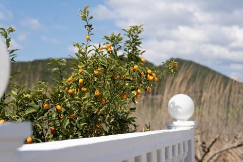 an orange tree sitting on a white fence at Hotel Alexandros in Ammoudia
