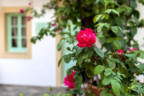 a rose bush with pink flowers in front of a building at Villa Panagiota, Pefkos in Pefki Rhodes