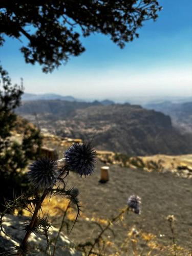 a view of a valley from a mountain with flowers at Dana Mount View the highest hotel in Jordan in Dana