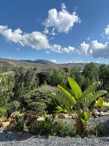 a view of a garden with plants and trees at The house in the mountains in Tinjacá