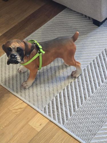 a small brown dog wearing a green harness on a rug at Apartamento Mirador del Pantano2 in Vinuesa