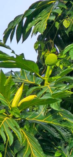 a tree with green fruits on it with leaves at Appartements Des Roses in Le Lamentin
