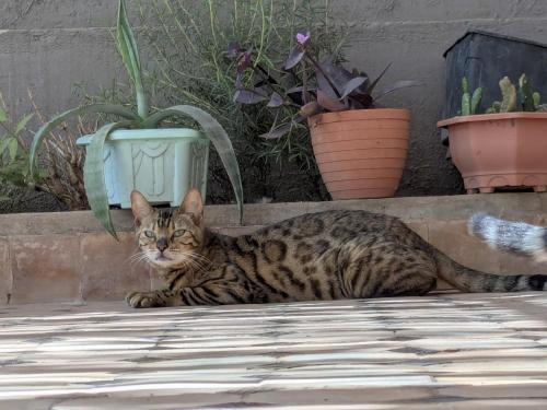 a cat laying on the ground next to some plants at Dar SAÏDA in Marrakech