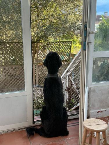 a black dog sitting on a porch looking out the door at Quiet basic room in hosts house ideal for bikes and walking the camino in Zizur Mayor