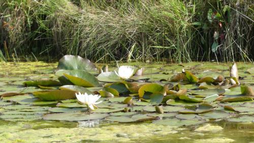 a pond with white water lilies and lily pads at La Petite Lande in Ménil
