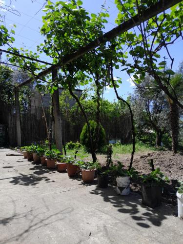 Κήπος έξω από το Sara & Mateo Guesthouse