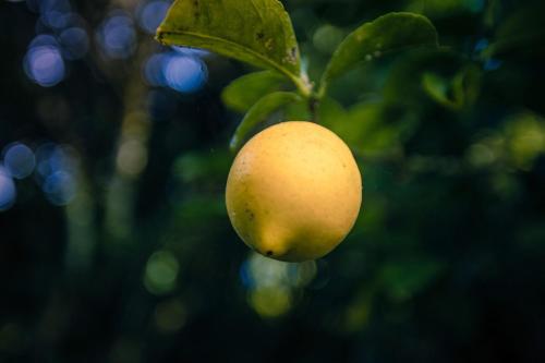 a yellow apple hanging from a tree branch at big sale was 258 now from 138 for 2or3 bedrooms in Wellington