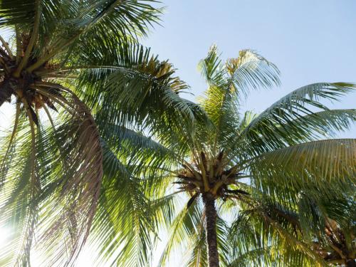 two palm trees with the sky in the background at FOREST and OCEAN Nest with Self-Service Breakfast - AC, Monkeys, Pet Friendly with a Fee in Subic Bay Intl