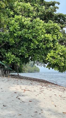 a tree on a beach with a body of water at OCEAN Nest with Self-Service Breakfast - AC, Monkeys, Pet-friendly with a Fee in Subic Bay Intl