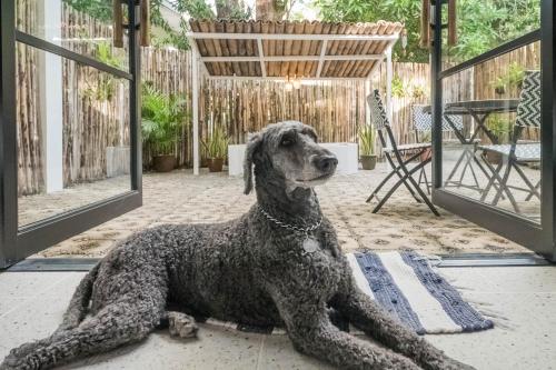 a dog sitting on a rug in a patio at SANGLEY Nest Eco Home with Self-Service Breakfast - Big Garden, Monkeys, Pet Friendly with a Fee in Santa Rita