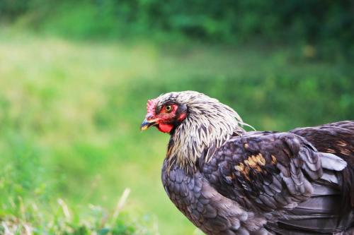 a chicken is standing in a field of grass at まほろばの家 in Awaji