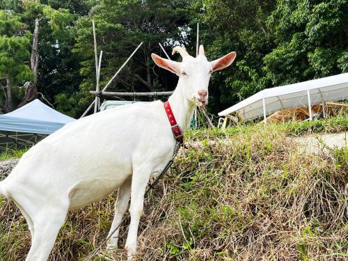 a white goat with a red collar standing in the grass at まほろばの家 in Awaji