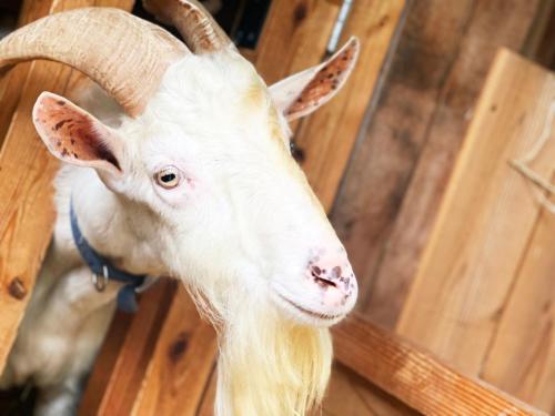 a goat is standing next to a wooden door at まほろばの家 in Awaji